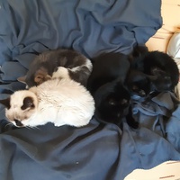 photo de livraison pour Les Copains Félins