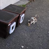 photo de livraison pour Les Chats de Dugny