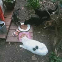 photo de livraison pour Les chats libres de Caro