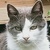 photo animal