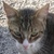 photo animal