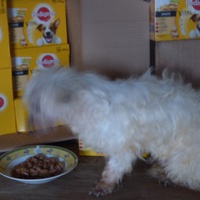 photo de livraison pour Loulous.eu