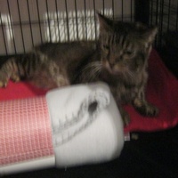 photo de livraison pour Au Bonheur des Chats Libres