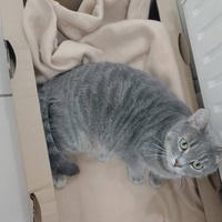 photo de livraison pour Chat Ami pour la Vie