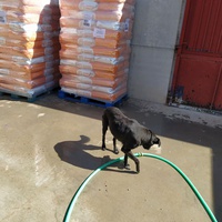 photo de livraison pour ASPA Asociaciòn Socuellamina para la Protecciòn Animal