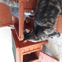 photo de livraison pour Les Aristocats