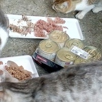 photo de livraison pour Les chats Port-Saint-Louisiens