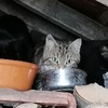 photo association