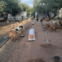 photo de livraison pour Help Adopt Moroccan Animals