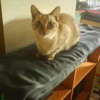 photo de livraison pour Pattes de Chats 50