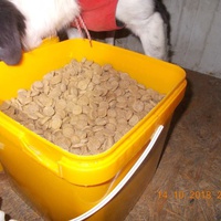 photo de livraison pour Pro Animals Finland ry