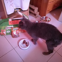 photo de livraison pour Les chats Port-Saint-Louisiens