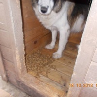 photo de livraison pour Pro Animals Finland ry