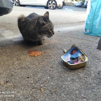 photo de livraison pour Les Chats libres de Calvisson