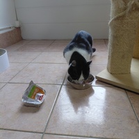photo de livraison pour Ecole du Chat de Poitiers