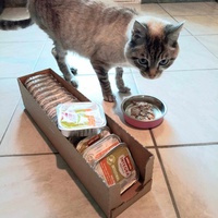 photo de livraison pour L'école du Chat d'Ollioules