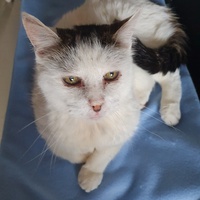 photo de livraison pour Animalove