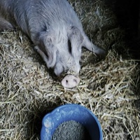 photo de livraison pour Chats Libres de Béziers