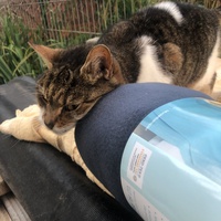 photo de livraison pour Les chats de chez nous