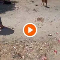photo de livraison pour Comme Chiens et Chats Maroc