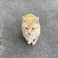 photo de livraison pour Ecole du Chat des Alpilles