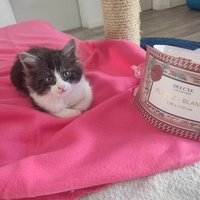 photo de livraison pour Chiens, Chats et Cie