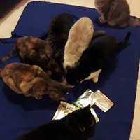 photo de livraison pour Les Amis de Michouette
