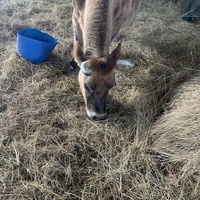 photo de livraison pour Espoir au Galop