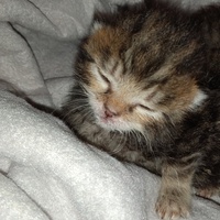 photo de livraison pour Hungry Cats14