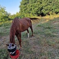 photo de livraison pour Les Crinières de Salherm