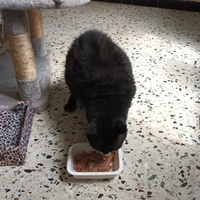 photo de livraison pour L'école du Chat d'Ollioules