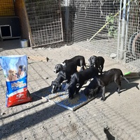 photo de livraison pour Azil za pse"Poslednja oaza"