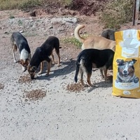 photo de livraison pour Comme Chiens et Chats Maroc