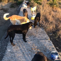 photo de livraison pour Sanctuaire de la Faune de Tanger (SFT)