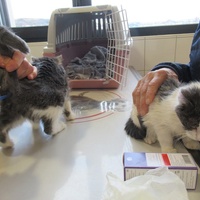 photo de livraison pour Jardin des Chats