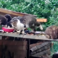 photo de livraison pour Ulyan