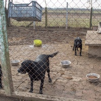 photo de livraison pour Azil Bella