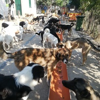 photo de livraison pour Europe4strays