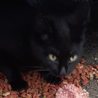 photo de livraison pour Chats cerbériens