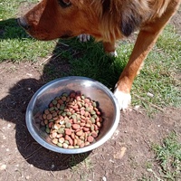 photo de livraison pour Silver Dog Srebrenica