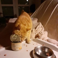 photo de livraison pour Les Chats de la Rue