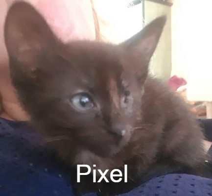 Pixel A Toutes Pattes Animal Webaction