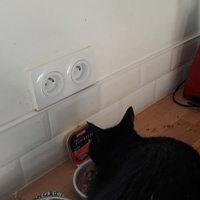 photo de livraison pour Les Chats libres de Fleurance