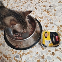 photo de livraison pour Cat Miaou