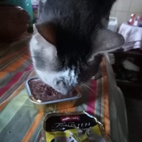 photo de livraison pour L'Arche de Marie - Mes Amours de Chats