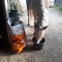 photo de livraison pour Happy Horse Day