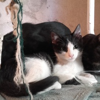 photo de livraison pour Bien vivre avec les Chats Sallélois