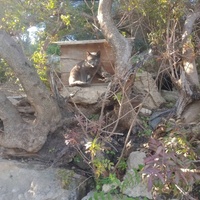 photo de livraison pour Les Chats-Pitresdelavi-Ste