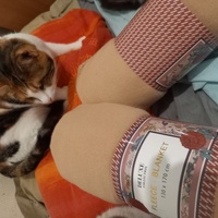 photo de livraison pour Les Pattounes de l'Espoir