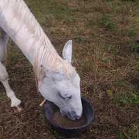 photo de livraison pour Equi-Libre : Droit à la Retraite Equine